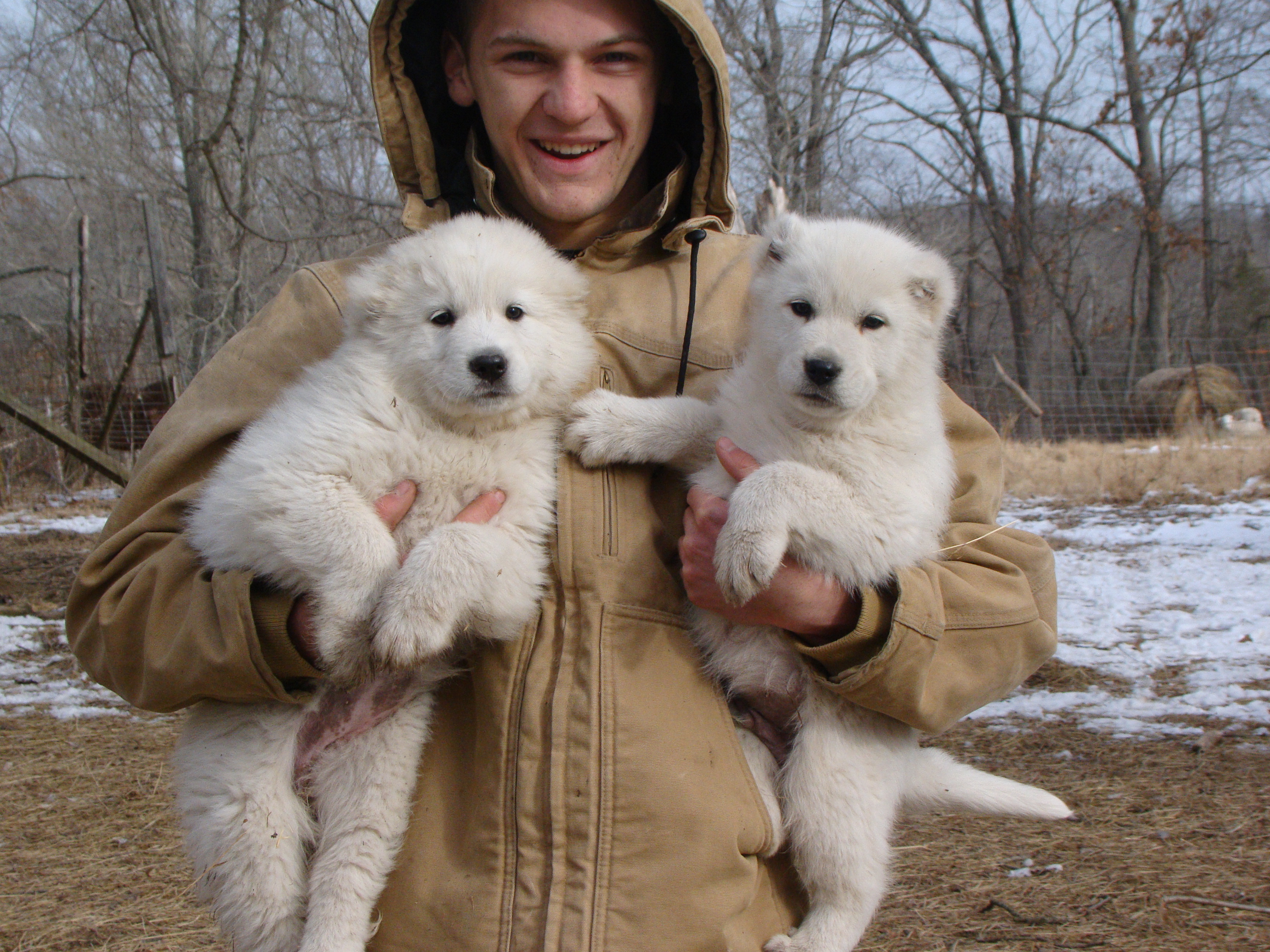 Whelping  Armenian Gampr Club of America